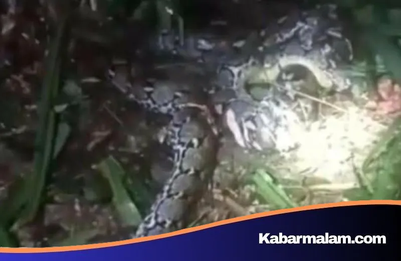 Mencekam! Seorang Wanita di Taliabu Tewas Ditelan Piton 7,8 Meter, Suami Nekat Tebas Leher Ular