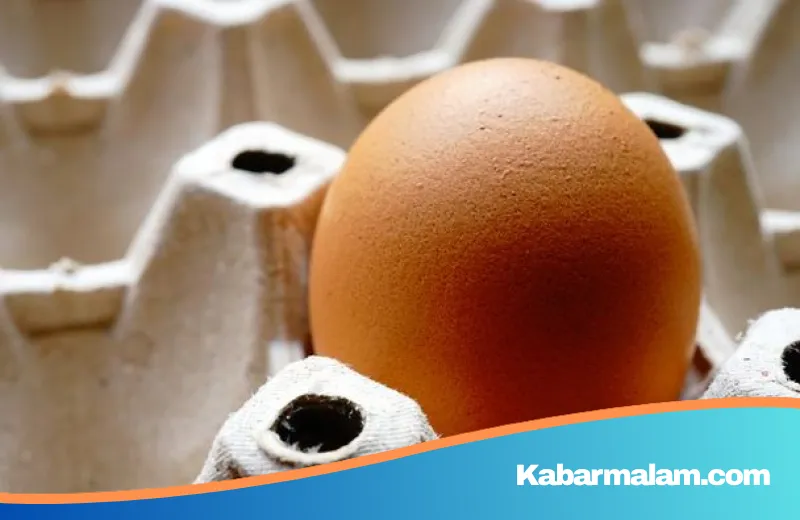 Mengupas Keunggulan Telur Omega-3: Benarkah Lebih Sehat dari Telur Biasa?