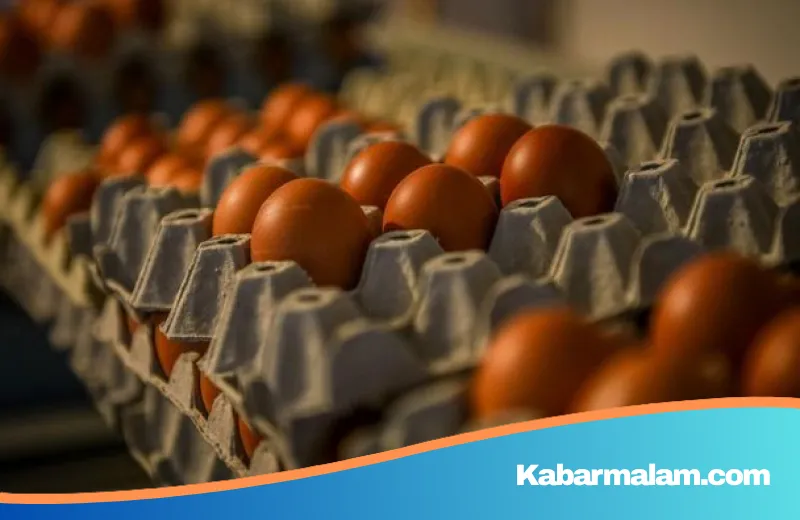 Mitos atau Fakta? Mengupas Tuntas Kandungan Kolesterol dalam Telur Omega-3