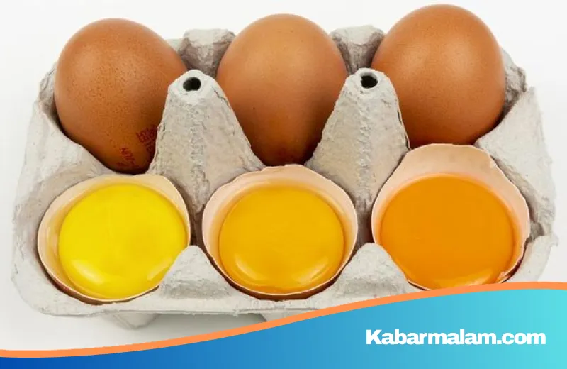 Rahasia di Balik Pekatnya Kuning Telur Omega 3: Bukan Beda Ayam, Tapi Soal Rahasia Pakan