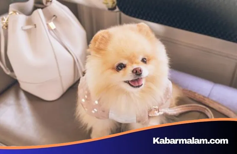 Skandal Pelecehan Anjing Pomeranian di Penjaringan: Polisi Selidiki Kondisi Kejiwaan Pelaku