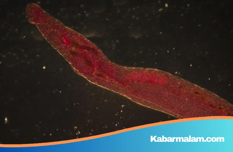 Waspada Teror 'Cacing Pemakan Daging' di AS, Ancaman Baru Bagi Peternakan dan Manusia?