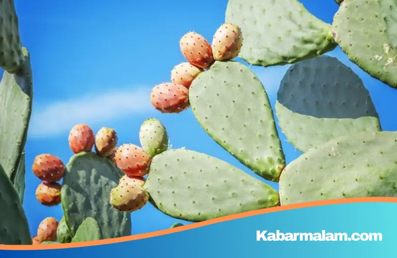 Kaktus Pir Berduri: Revolusi Superfood Baru dari Jepang yang Kaya Nutrisi