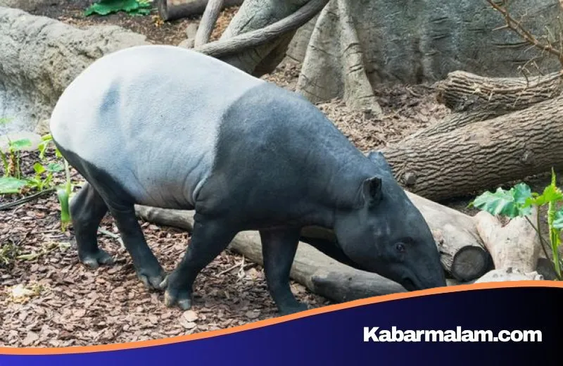 Mengenal Tapir Asia: Sang Penjaga Hutan yang Terancam Punah dan Konsekuensi Hukum di Baliknya
